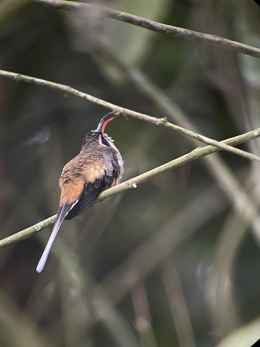 Tawny-bellied Hermit - ML646296203