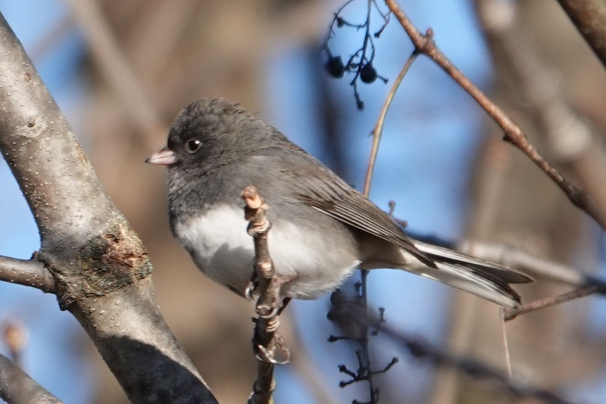 Dark-eyed Junco - ML646296204