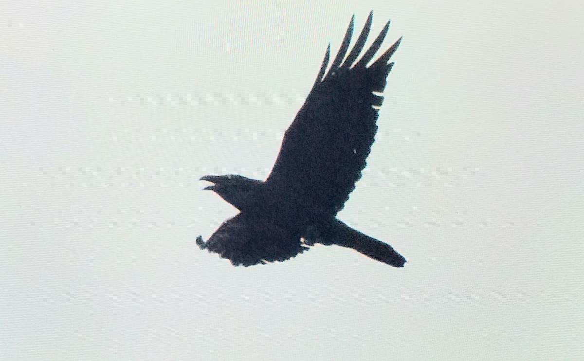 Common Raven - ML646296210