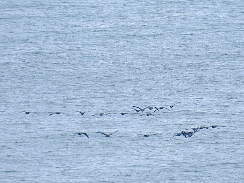 Canada Goose - ML646296212