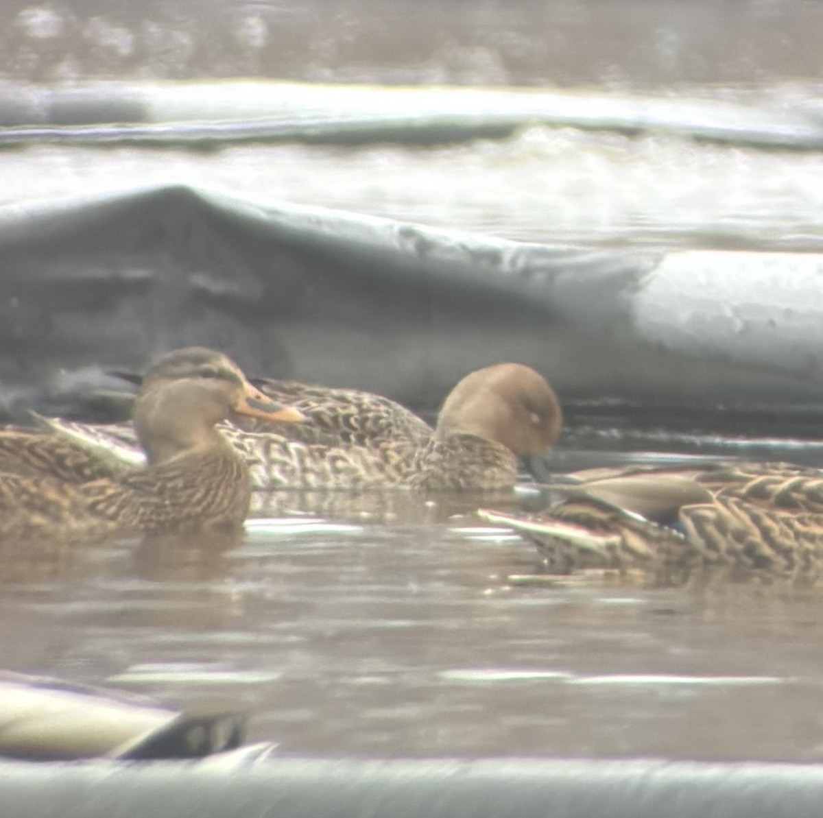 尖尾鴨 - ML646296213