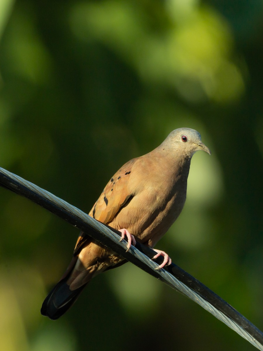 Ruddy Ground Dove - ML646296214