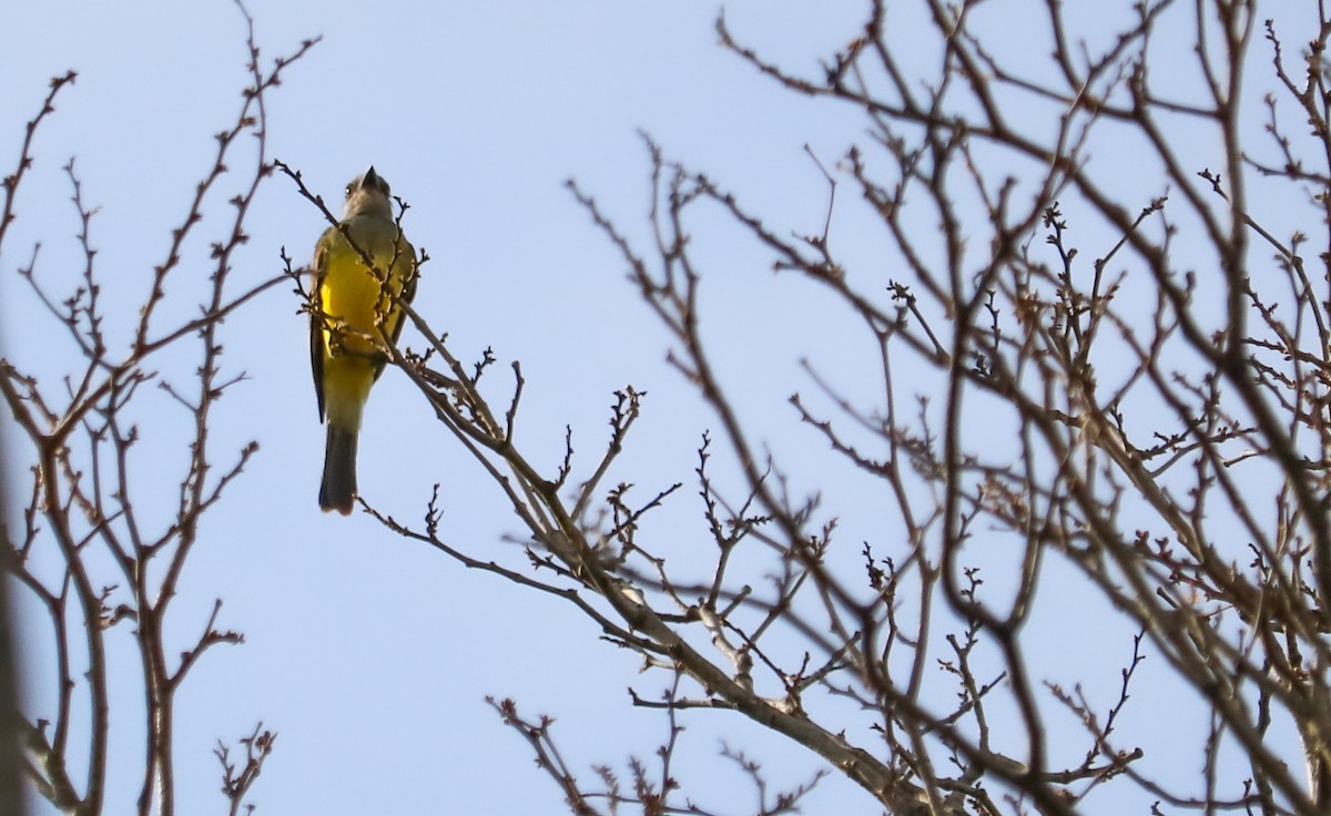 Tropical Kingbird - ML646296215