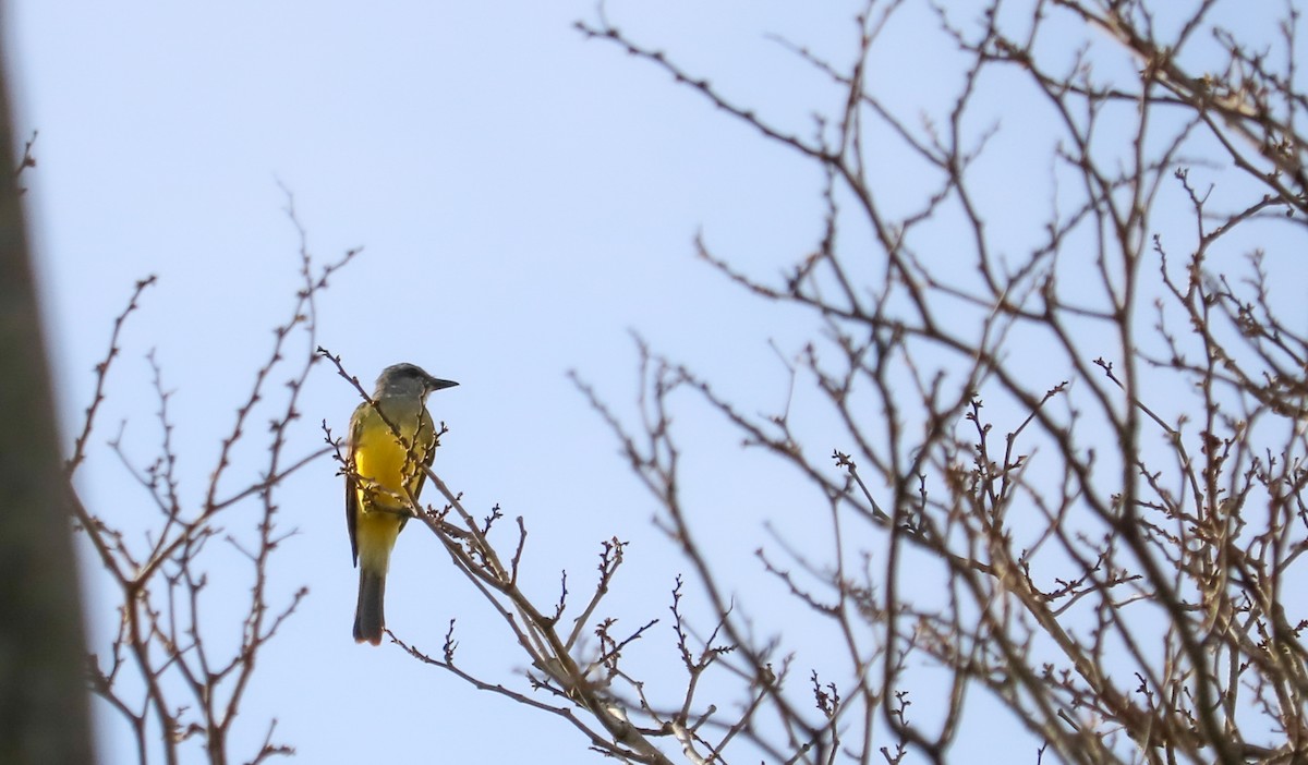 Tropical Kingbird - ML646296216