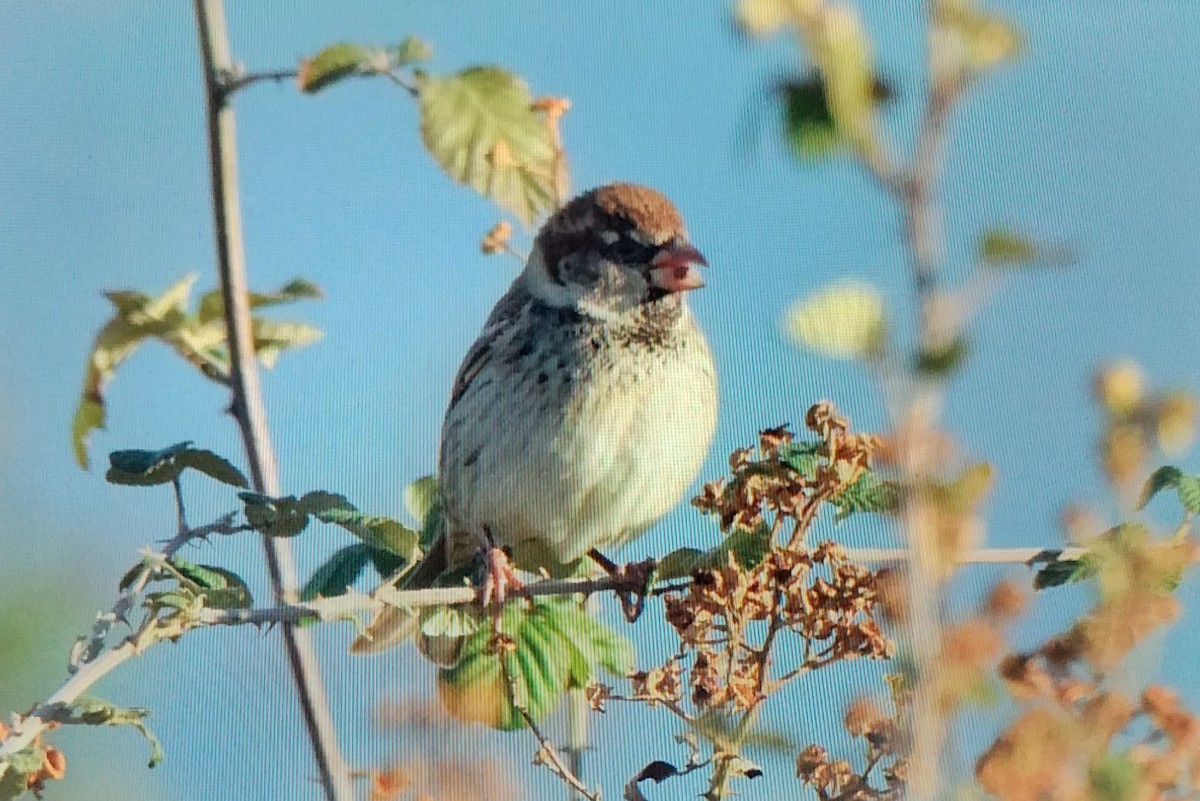 Spanish Sparrow - ML646296217