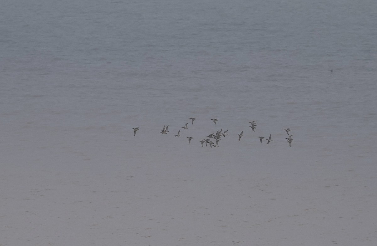 小水鴨(crecca) - ML646296218