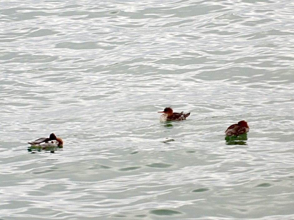 紅胸秋沙 - ML646296219