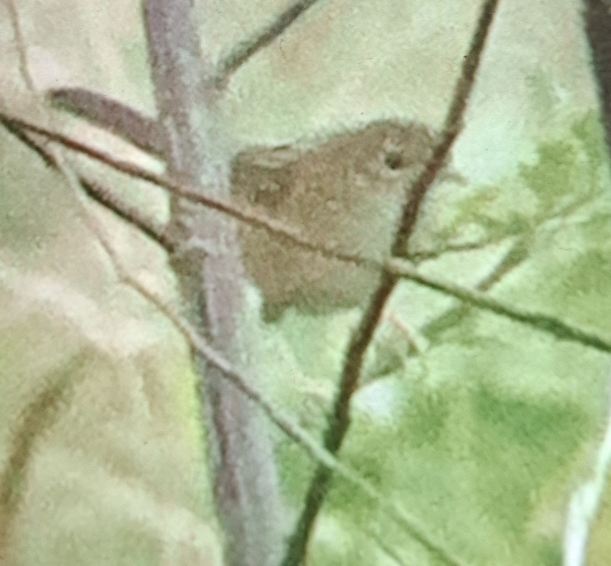 黃頭扇尾鶯 - ML646296220