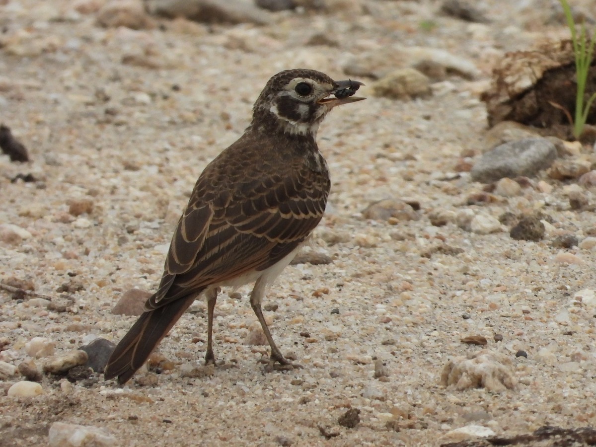 Dusky Lark - ML646296221