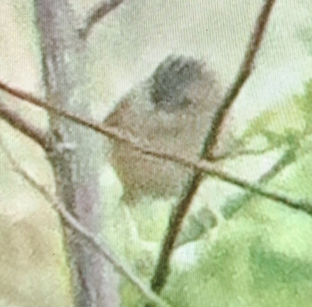 黃頭扇尾鶯 - ML646296222