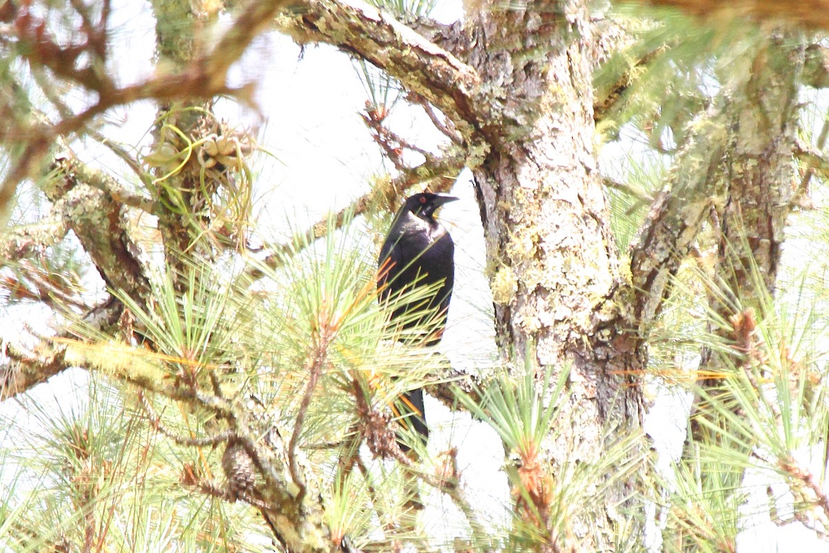 Giant Cowbird - ML646296223