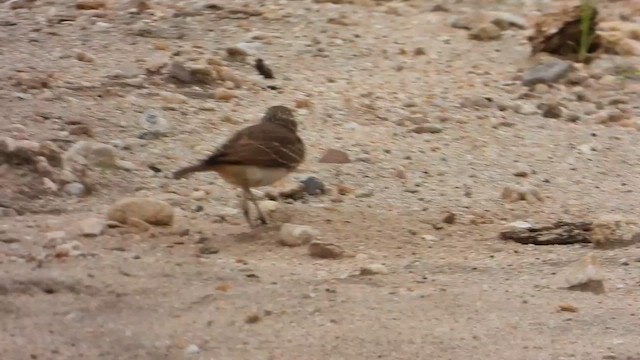 Dusky Lark - ML646296224