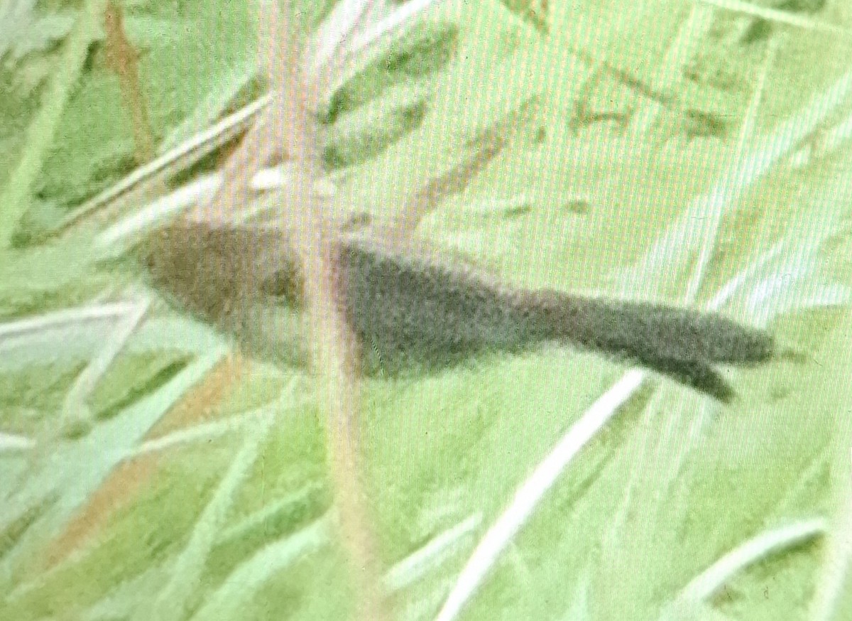 黃頭扇尾鶯 - ML646296225