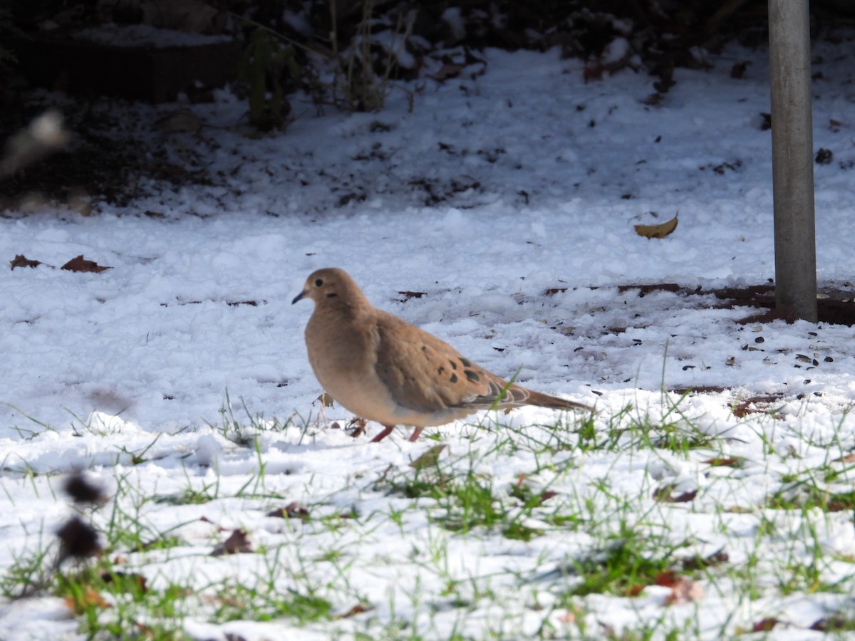 Mourning Dove - ML646296226