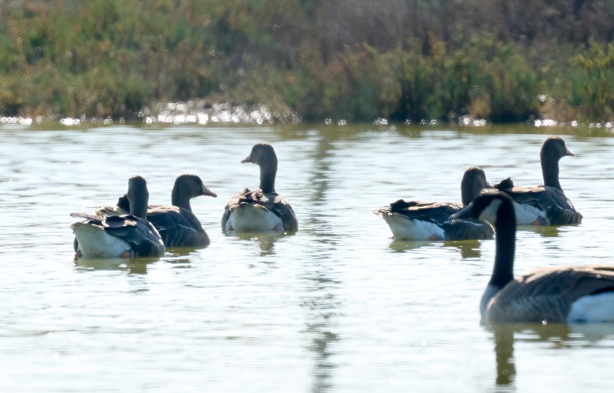 白額雁 - ML646296227