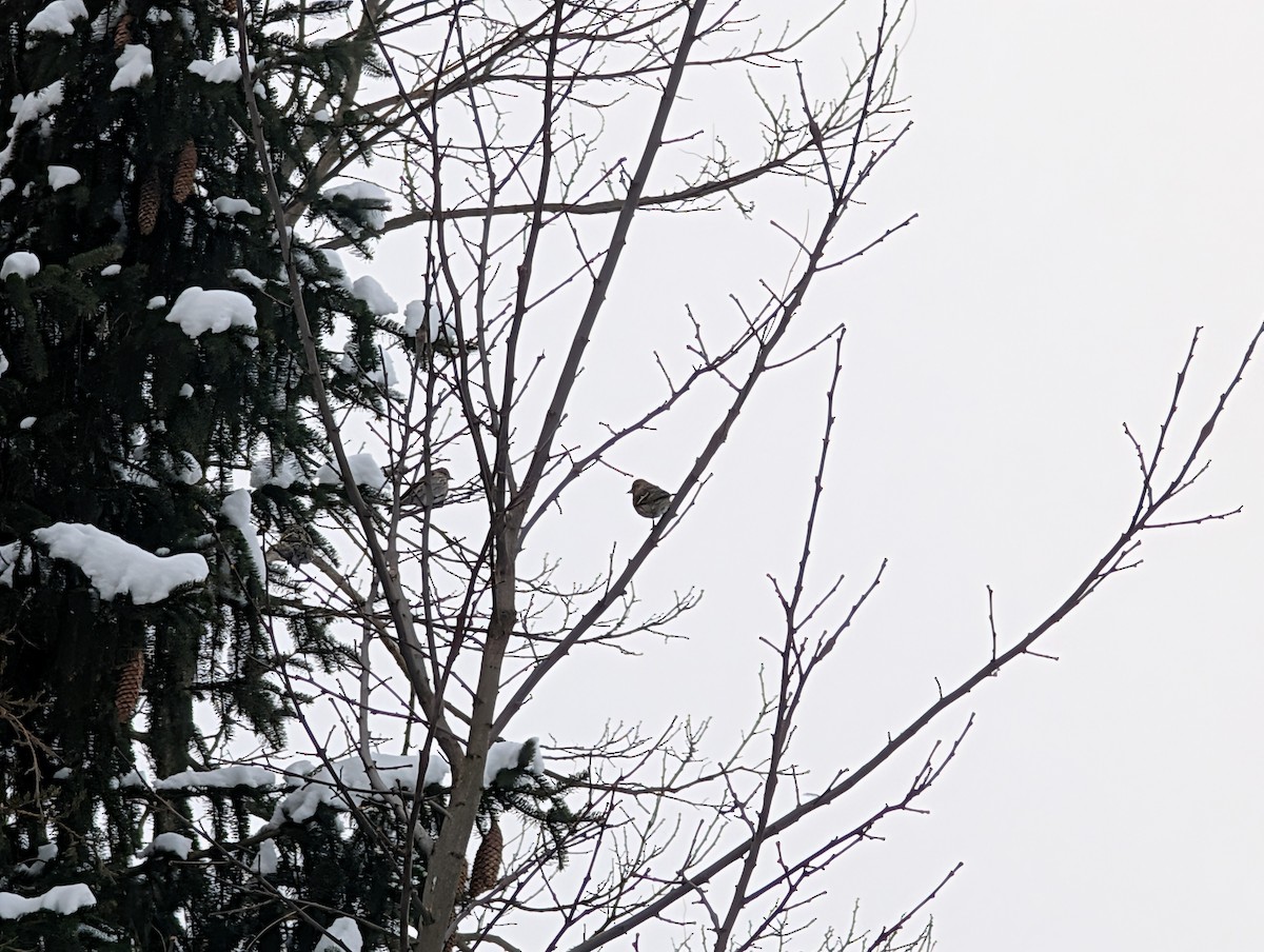 Pine Siskin - ML646296228