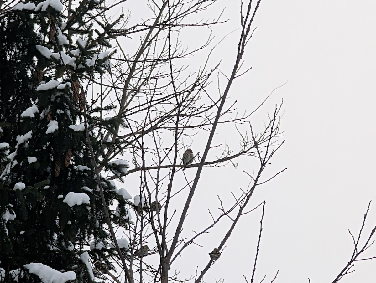 Pine Siskin - ML646296229