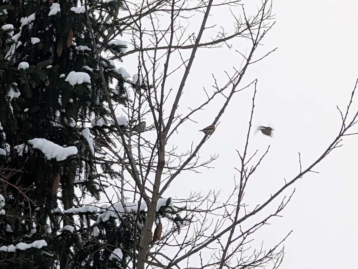 Pine Siskin - ML646296230