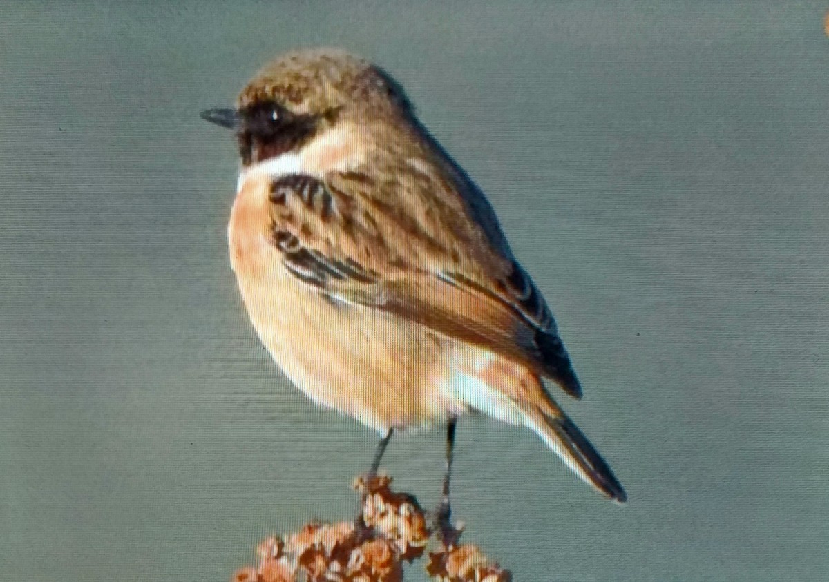 European Stonechat - ML646296231