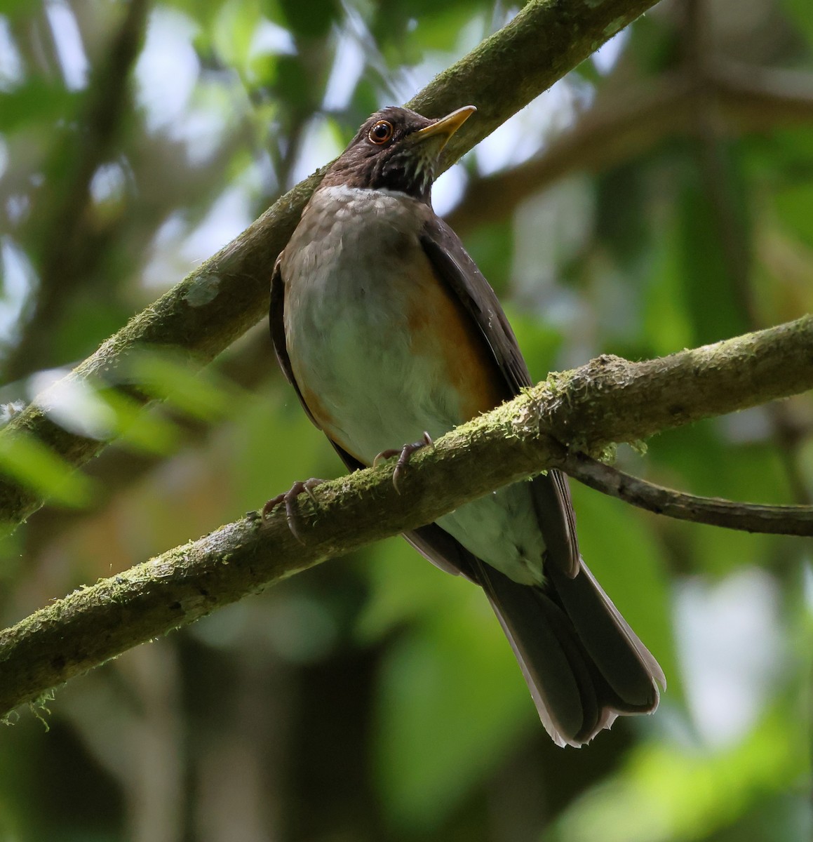 White-necked Thrush (Rufous-flanked) - ML646296232