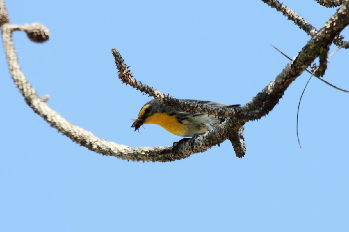 Grace's Warbler - ML646296233