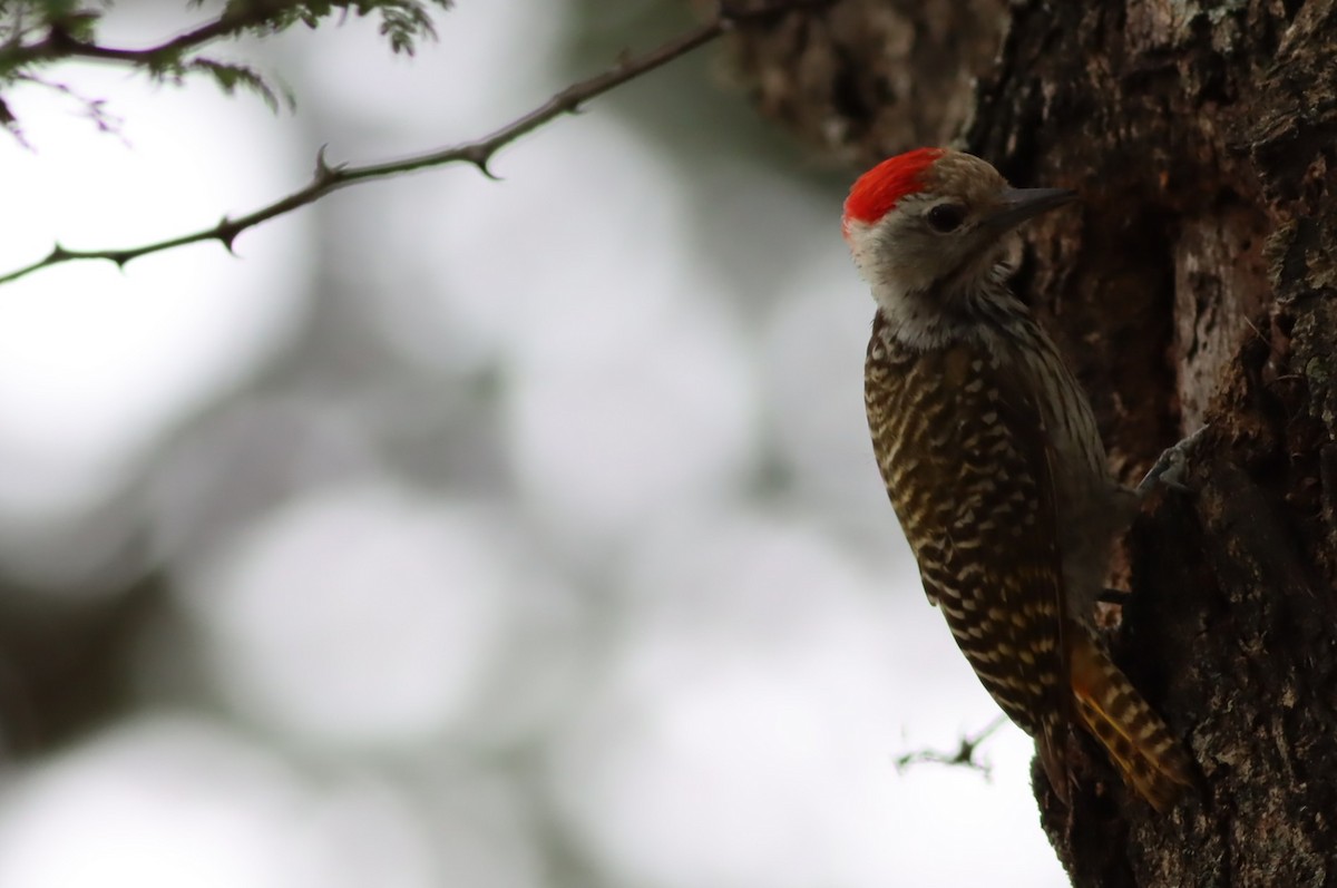 Cardinal Woodpecker - ML646296234