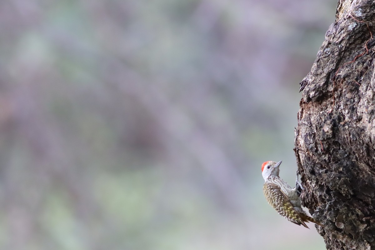 Cardinal Woodpecker - ML646296235