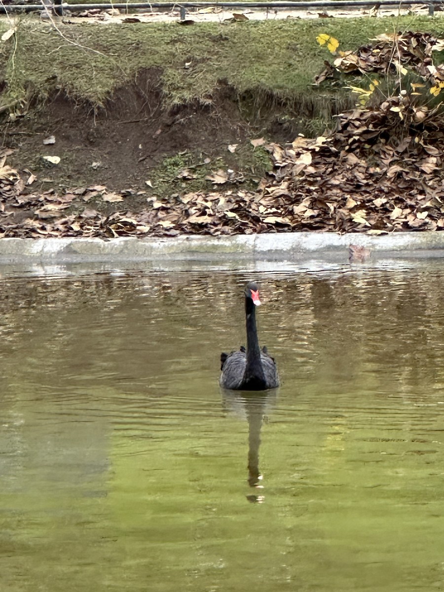 黑天鵝 - ML646296236