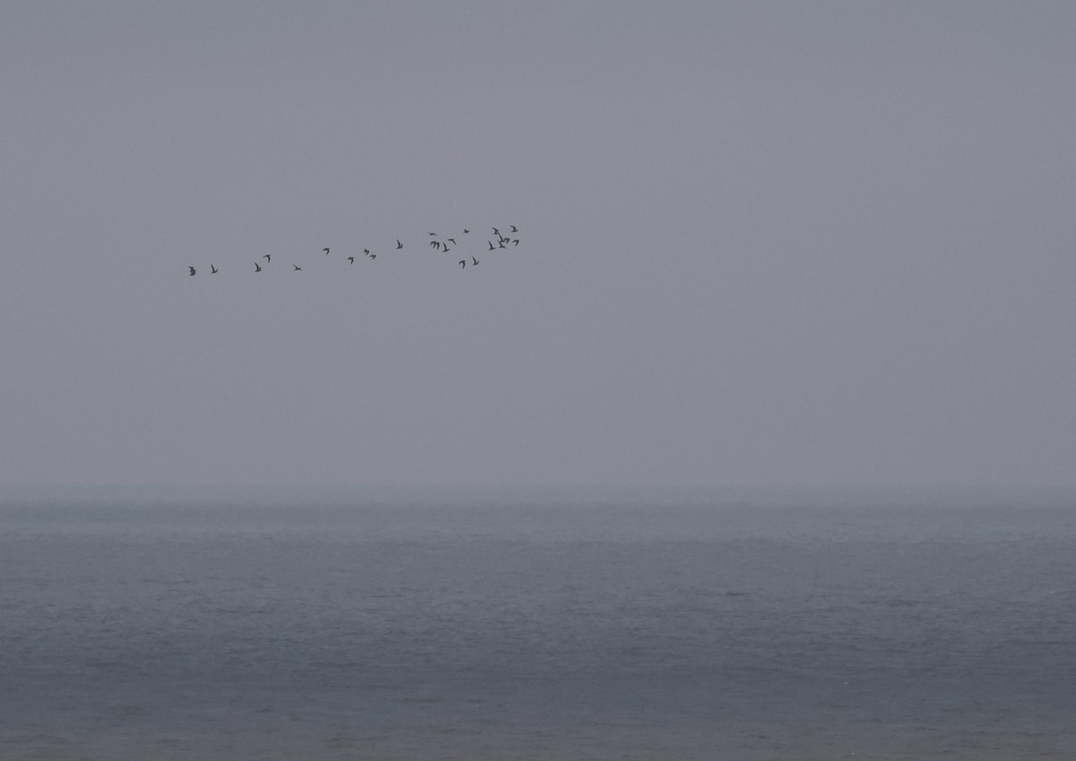 Сивка звичайна - ML646296237