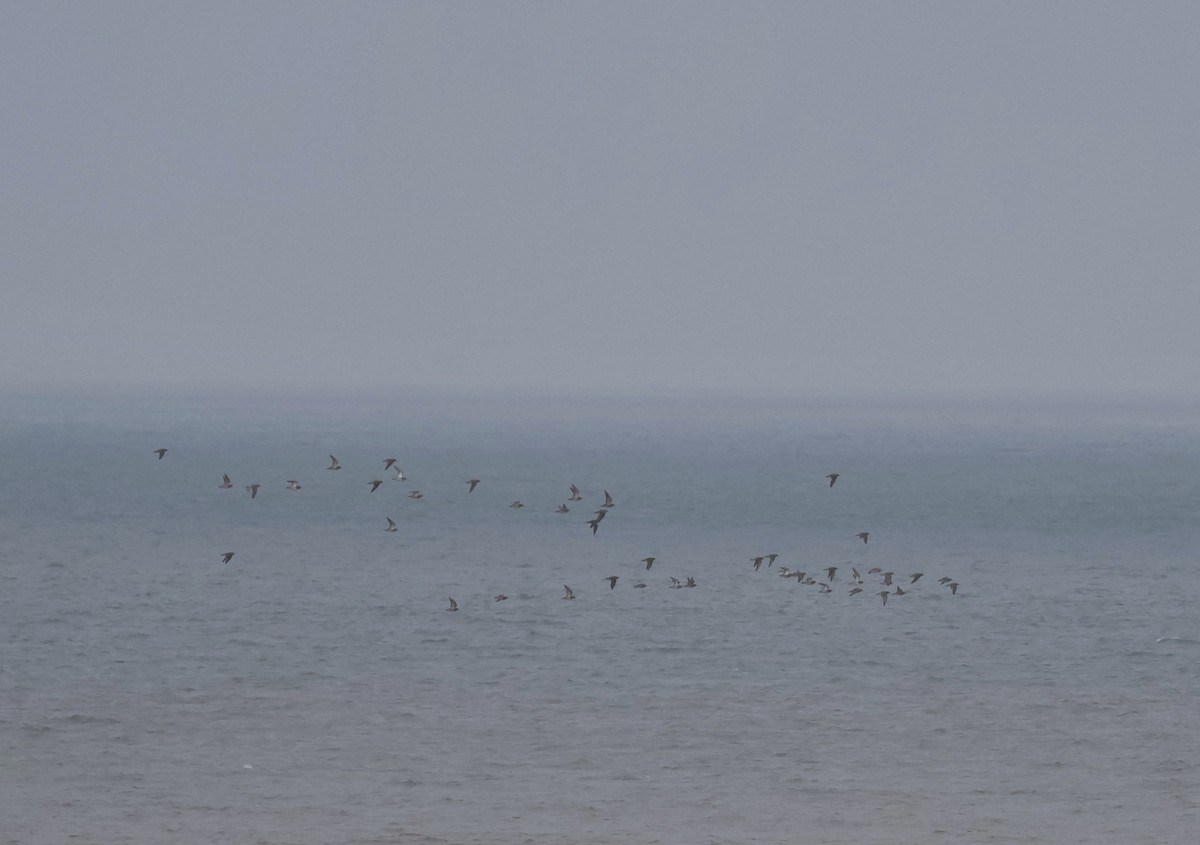 Сивка звичайна - ML646296238