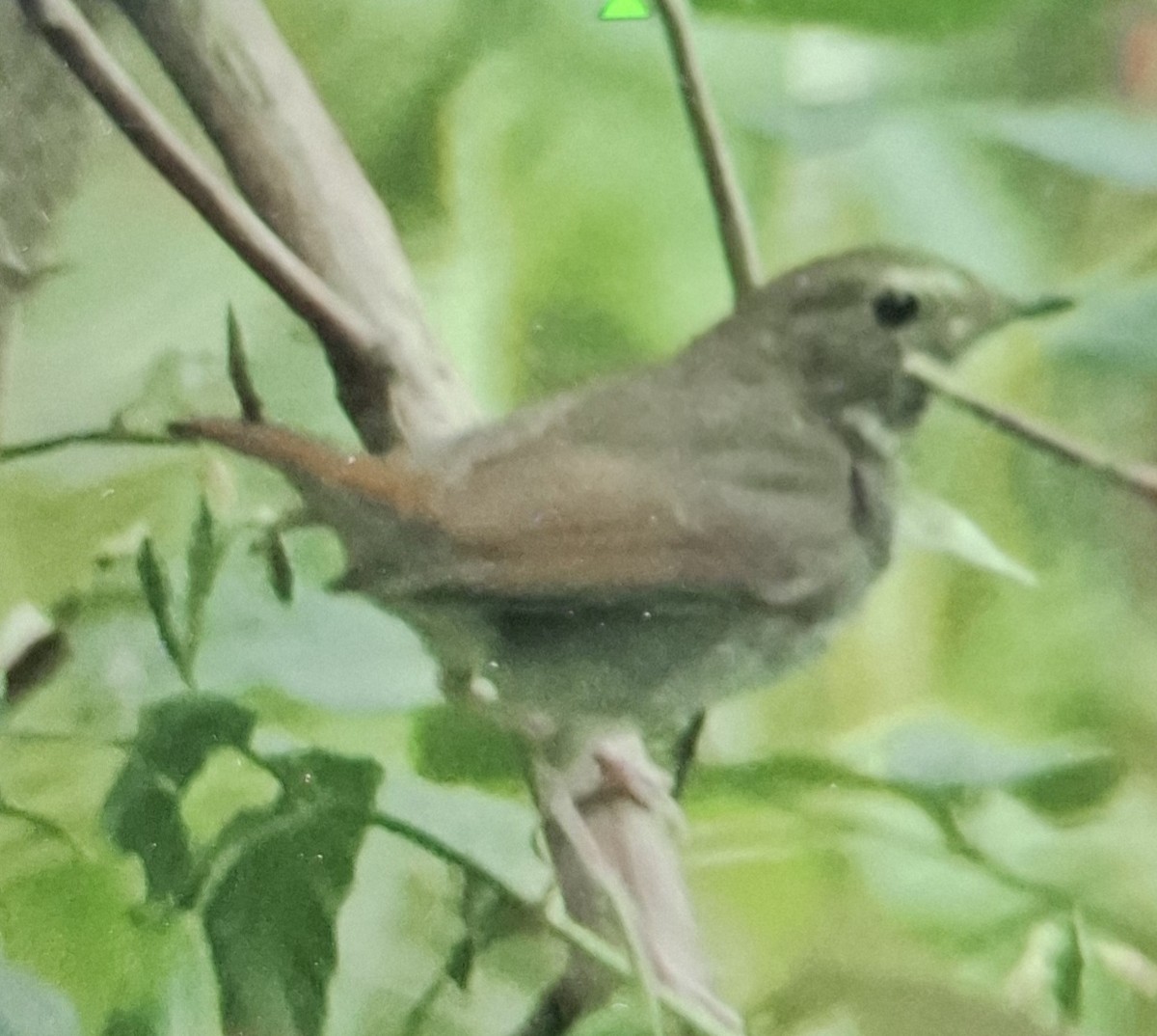 Rufous-tailed Robin - ML646296241