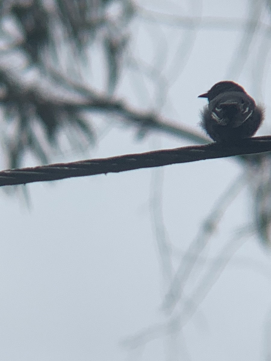 Black Phoebe - ML646296242