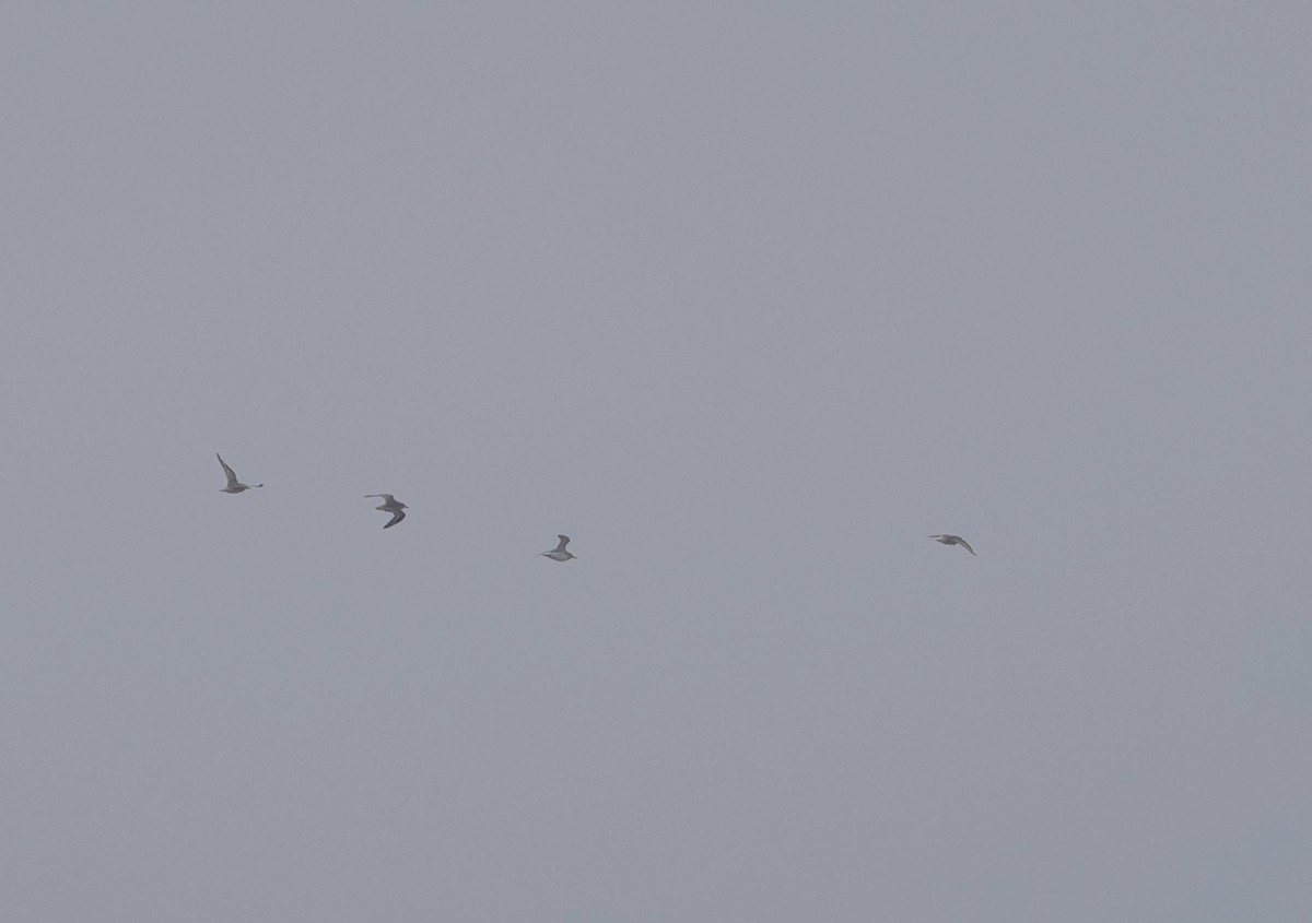 Red Knot - ML646296245