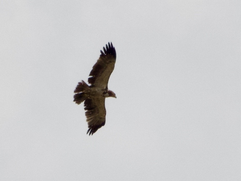 Tawny Eagle - ML646296246