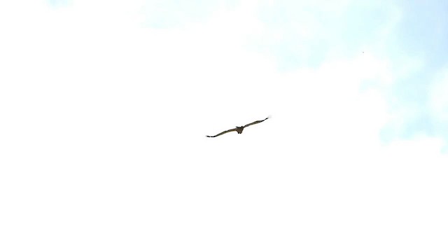 Саванный орёл - ML646296247