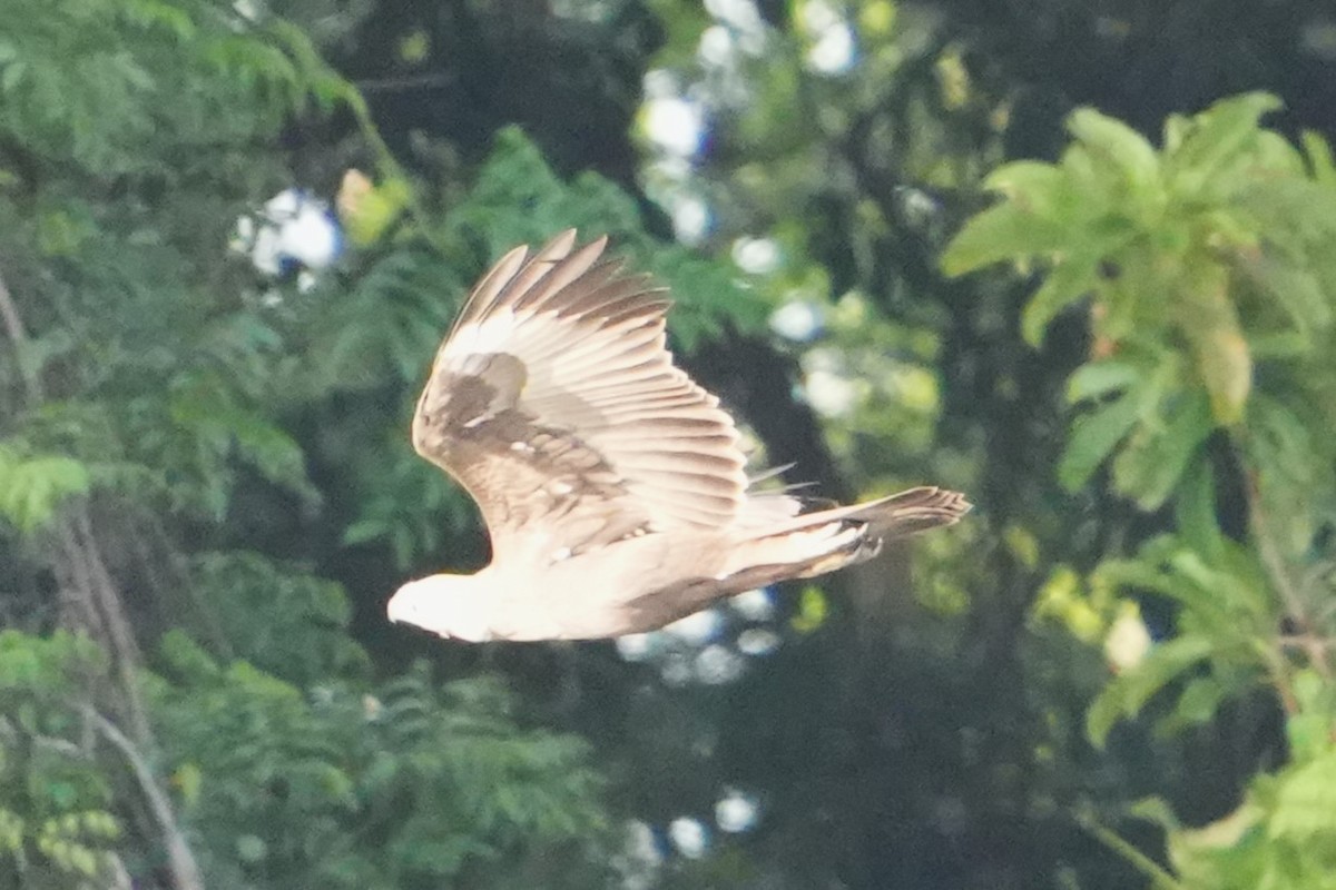 Changeable Hawk-Eagle (Changeable) - ML646296249