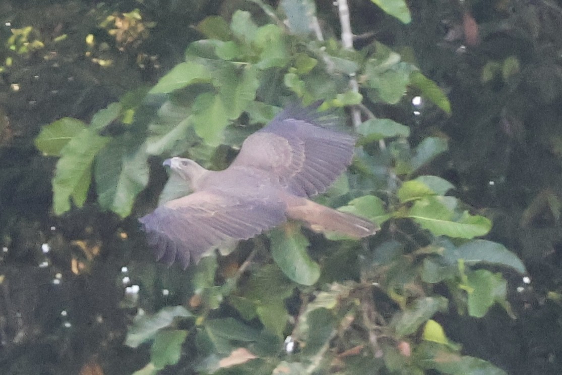 Changeable Hawk-Eagle (Changeable) - ML646296250