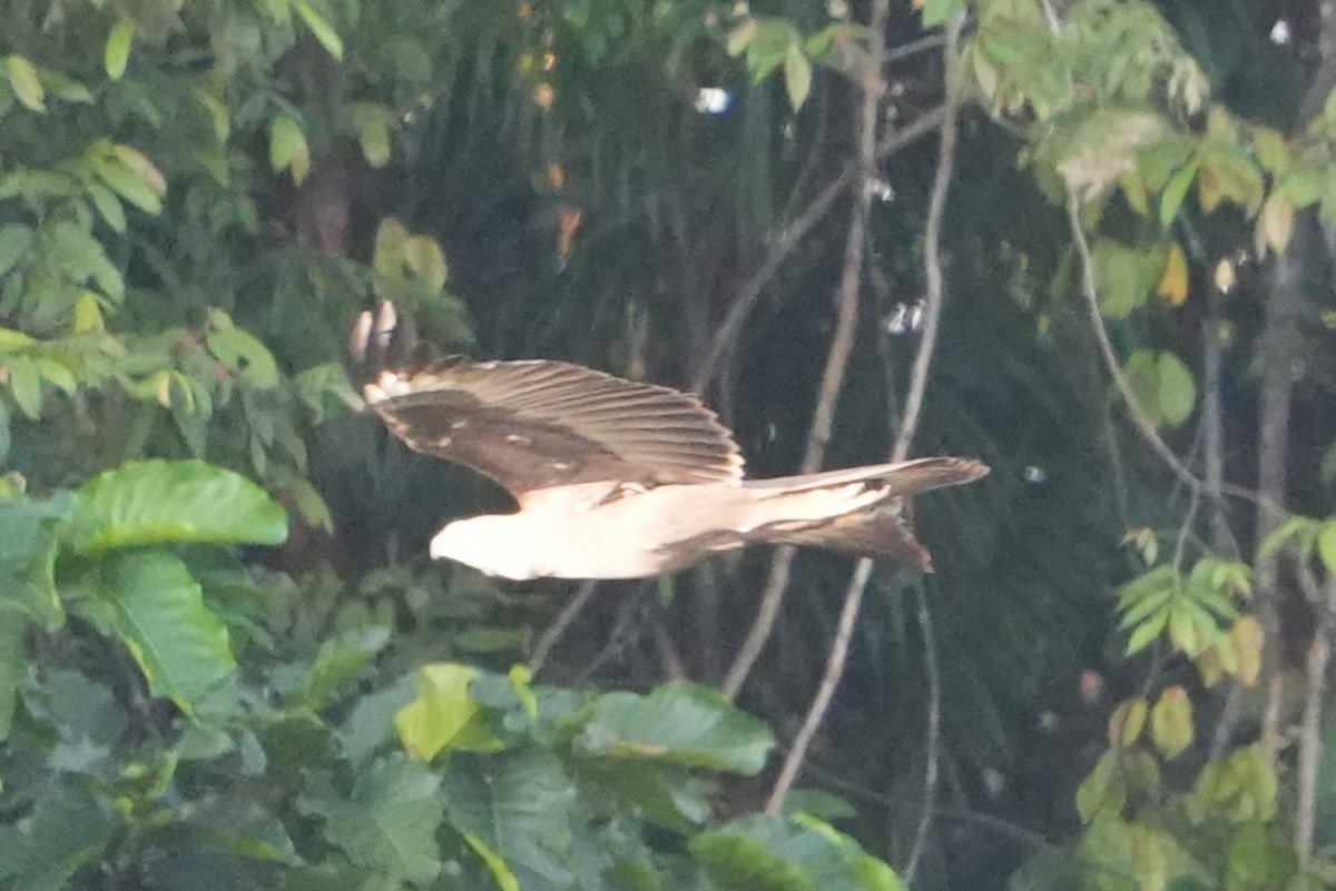 Changeable Hawk-Eagle (Changeable) - ML646296251