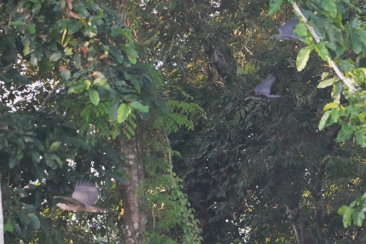 Changeable Hawk-Eagle (Changeable) - ML646296252