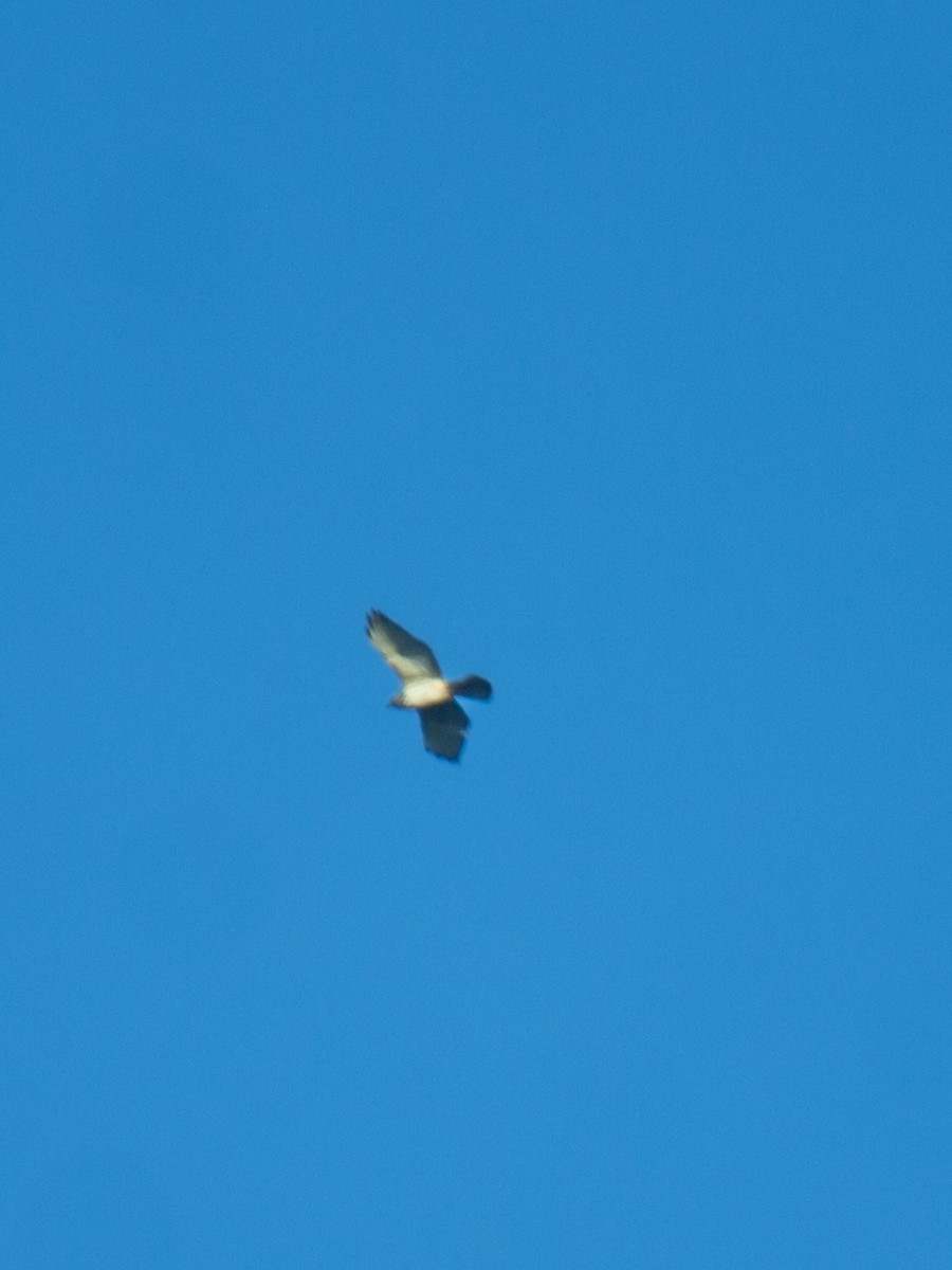 Broad-winged Hawk - ML646296253