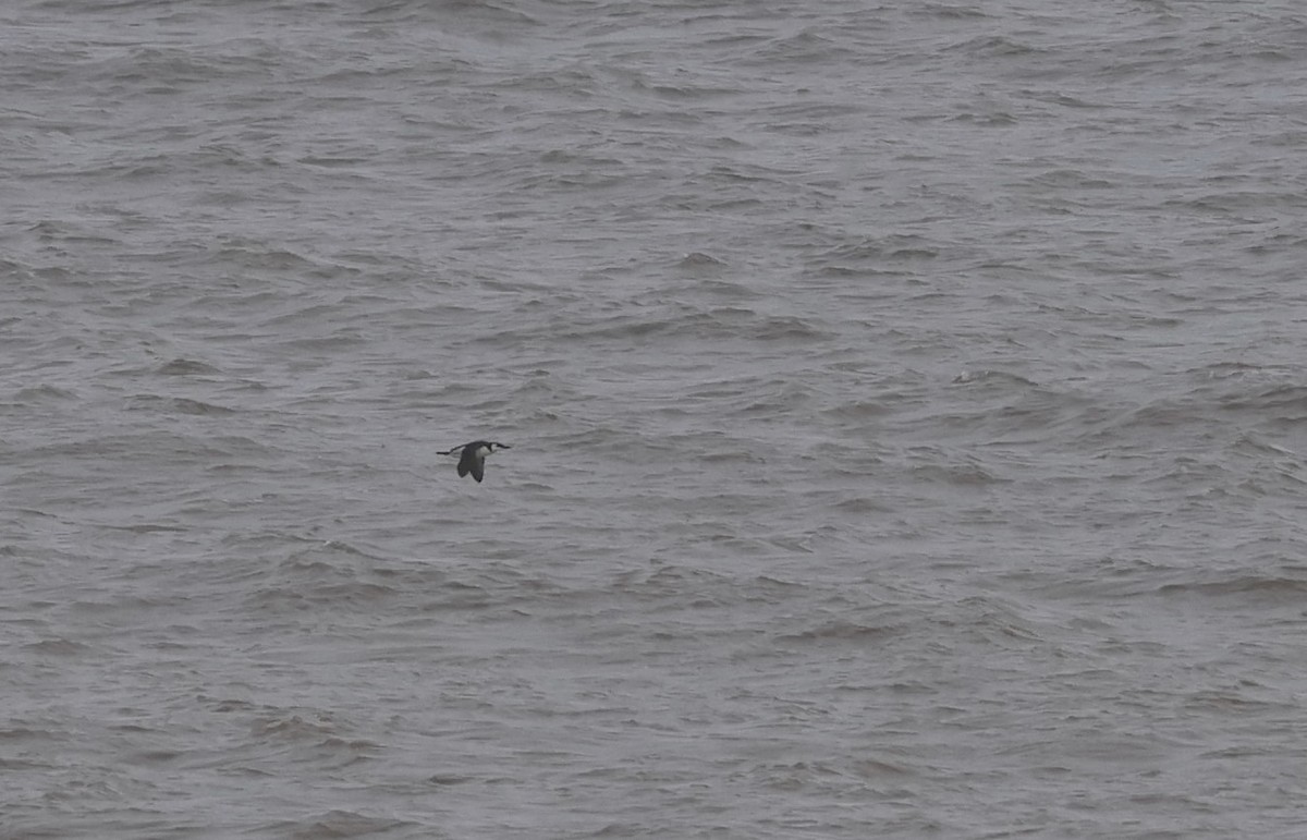 Common Murre - ML646296254