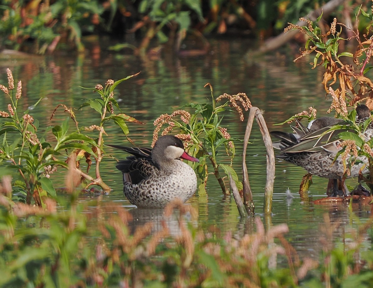 Red-billed Duck - ML646296264