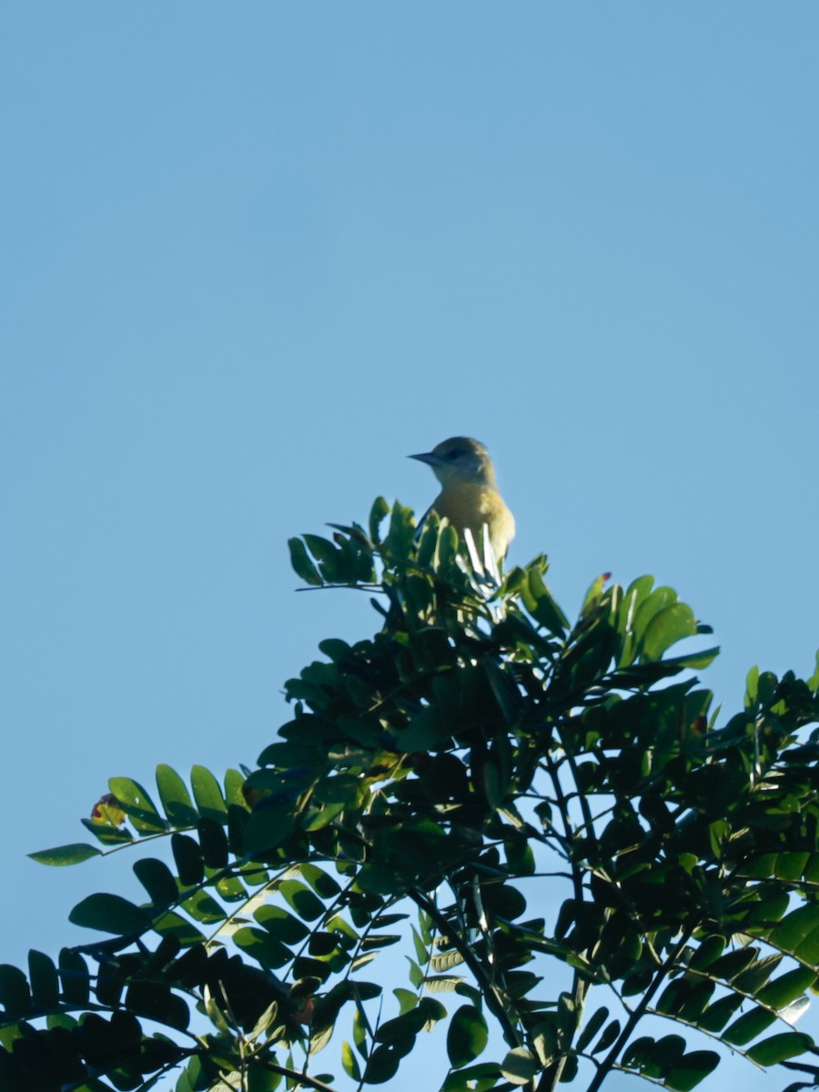 Балтиморский трупиал - ML646296265