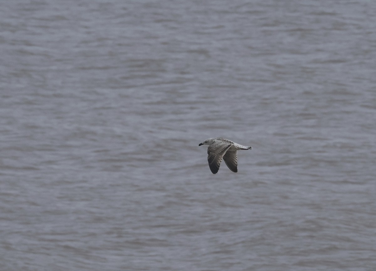 Great Black-backed Gull - ML646296266
