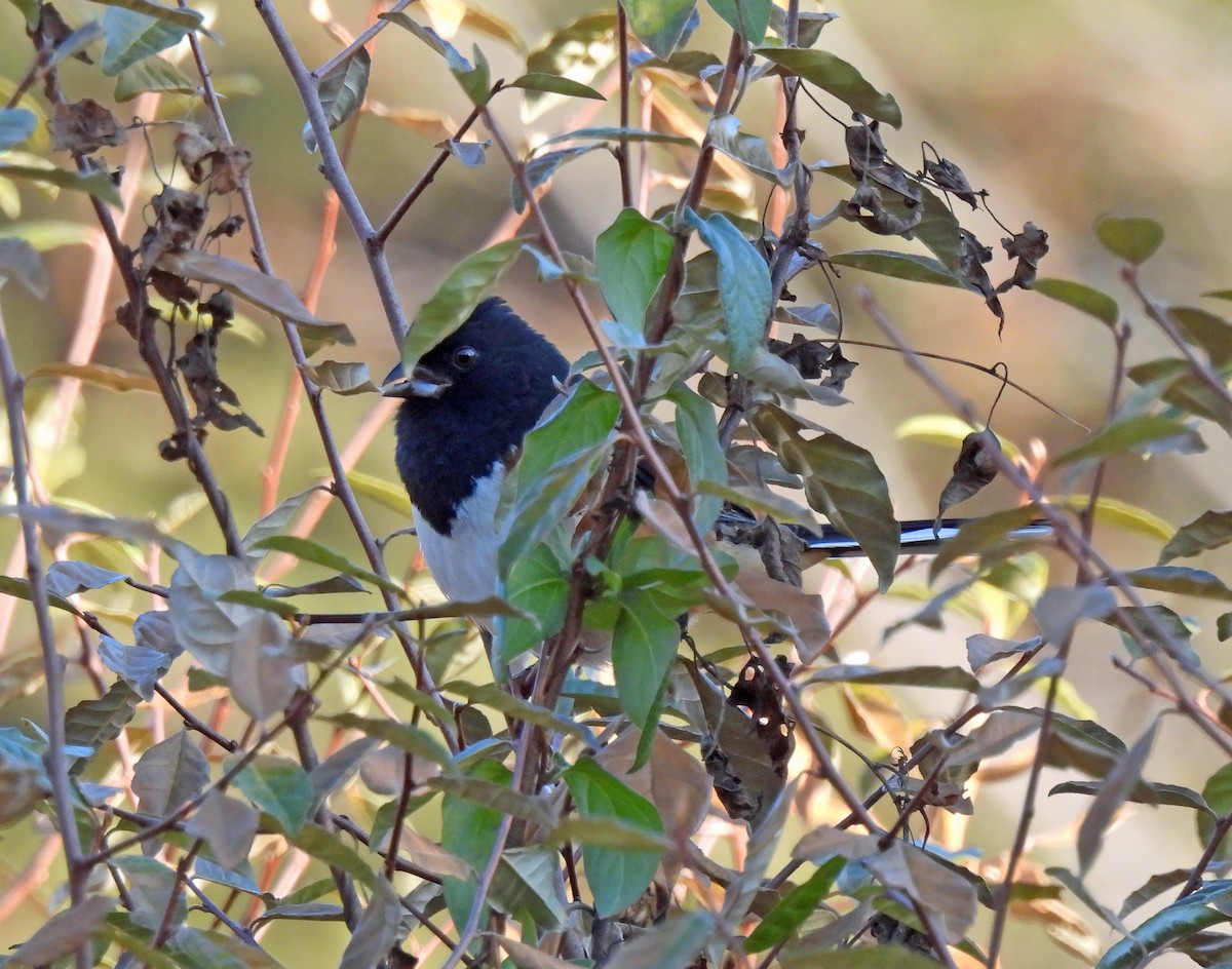Eastern Towhee - ML646296268
