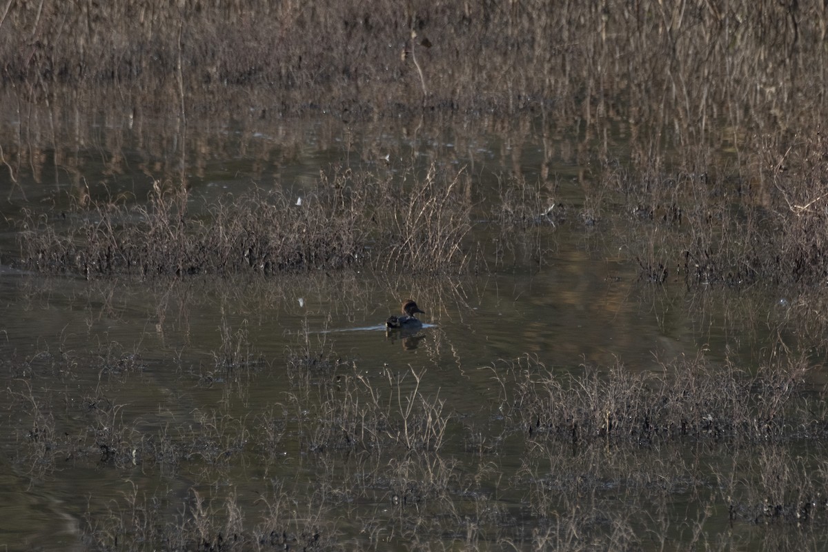 Green-winged Teal - ML646296273