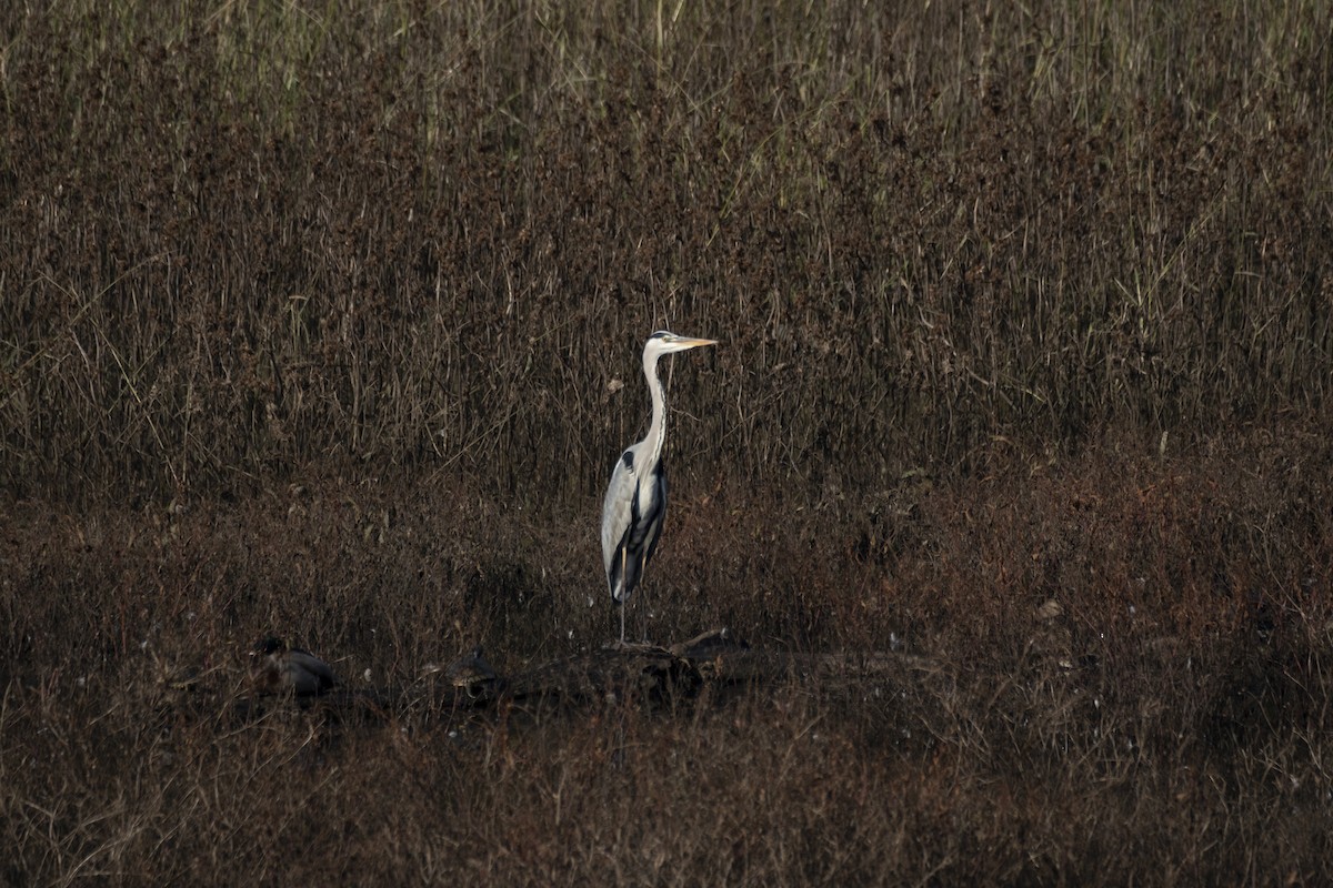 Gray Heron - ML646296278