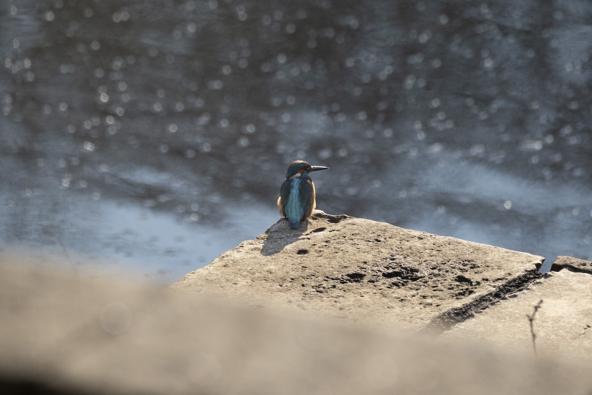 Common Kingfisher - ML646296287