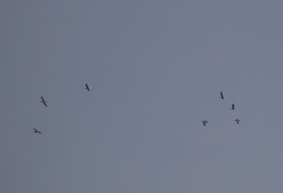 Mantelmöwe - ML646296288