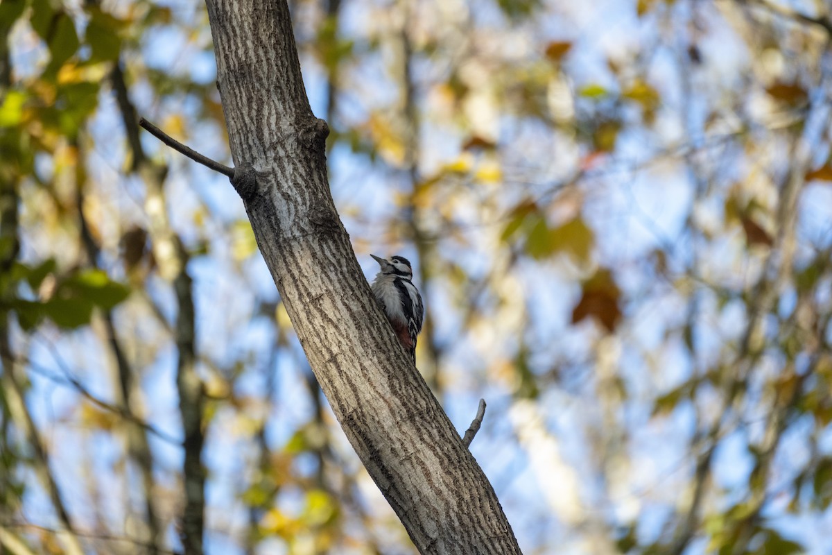 Buntspecht - ML646296289